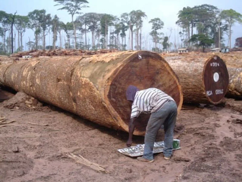 Tổng quan về loại gỗ quý hiếm từ Châu Phi