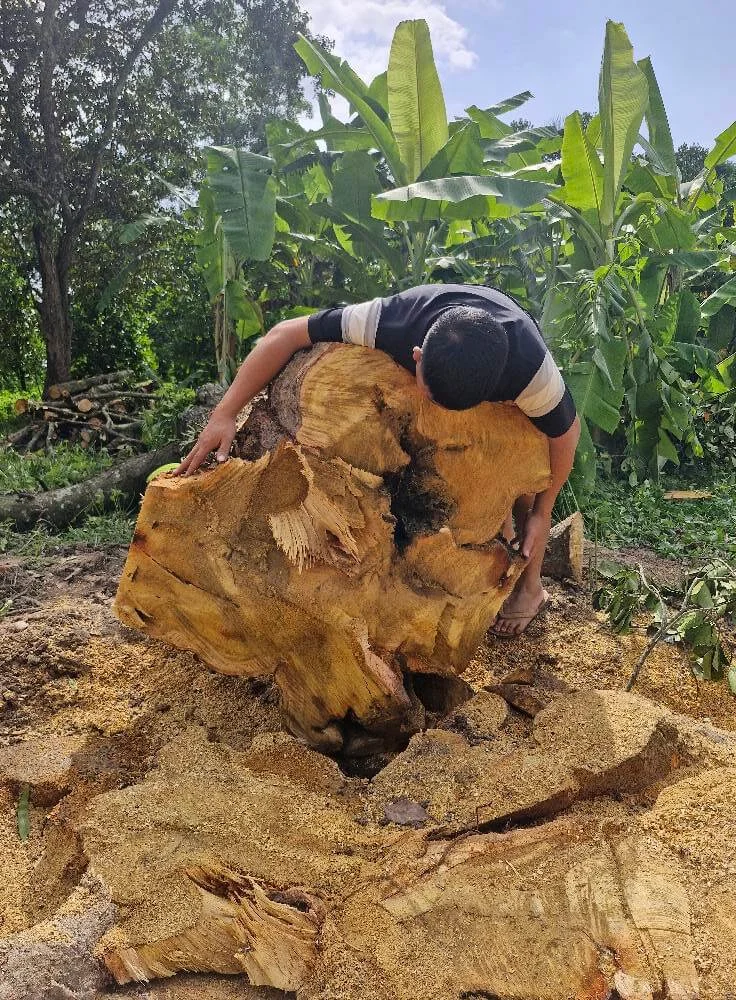 Đặc điểm nổi bật