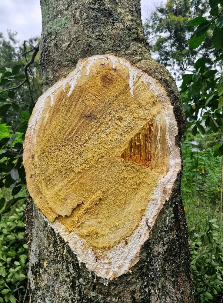 Phân loại gỗ mít