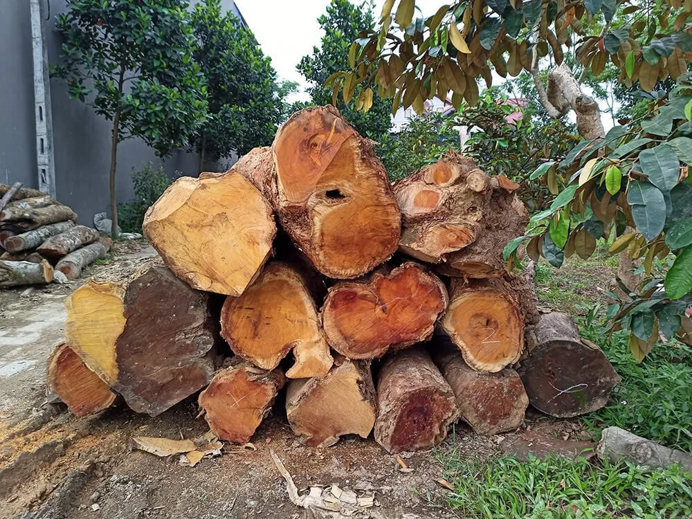 Giá gỗ mít cập nhật mới nhất năm 2025