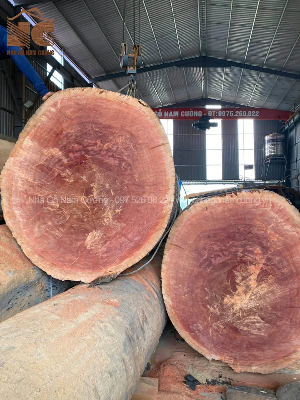 Đặc điểm nổi bật của gỗ sến