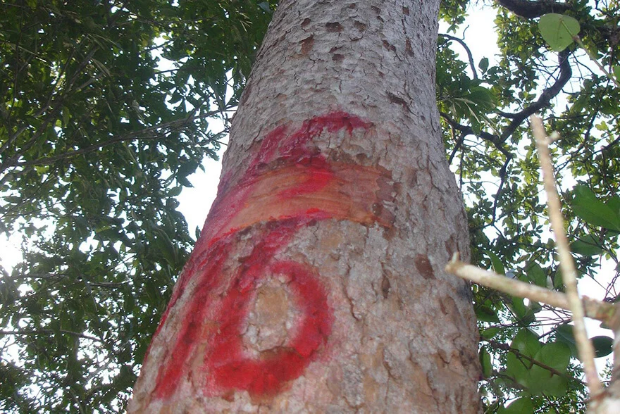 Tổng quan về Cây sơn huyết