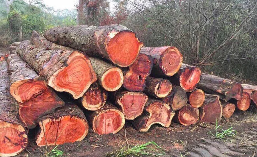 Đặc điểm của gỗ sơn huyết