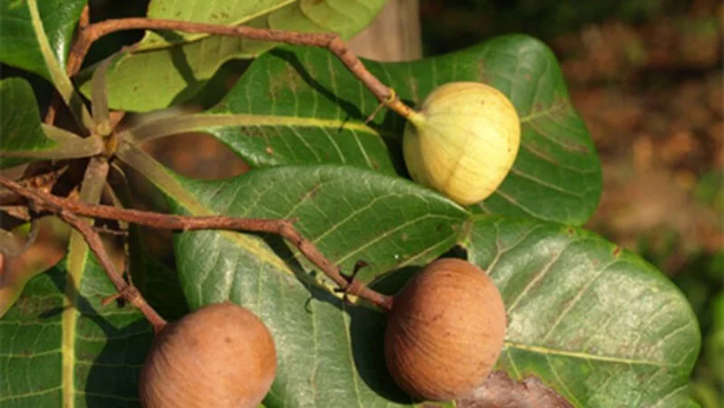 Đặc điểm sinh học