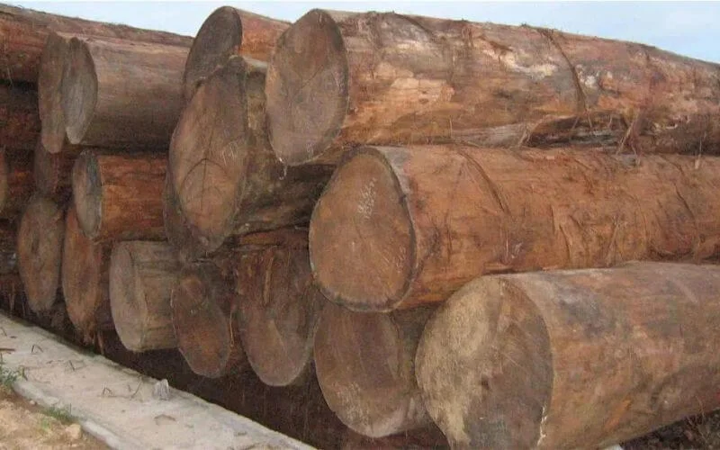 Giá gỗ Táu bao nhiêu tiền một khối?
