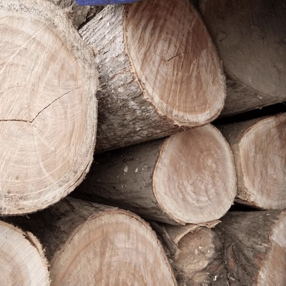 Gỗ xoan ta có tốt không? Đánh giá ưu nhược điểm