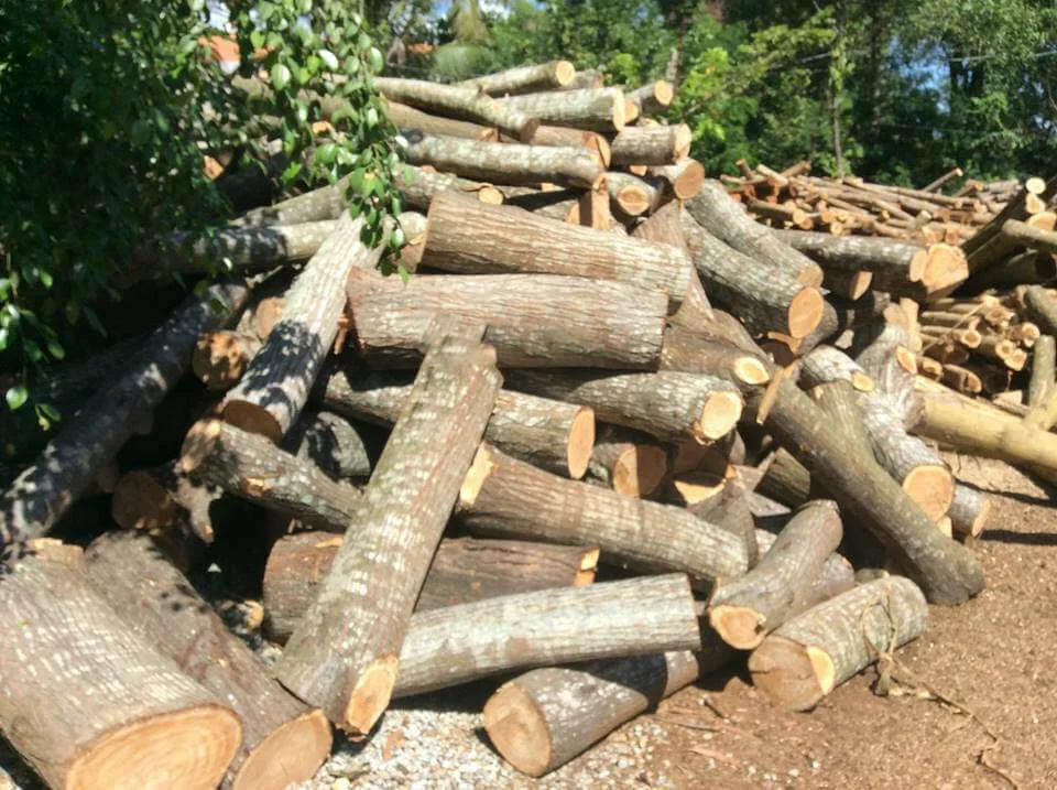 Gỗ xoan ta có độc không?