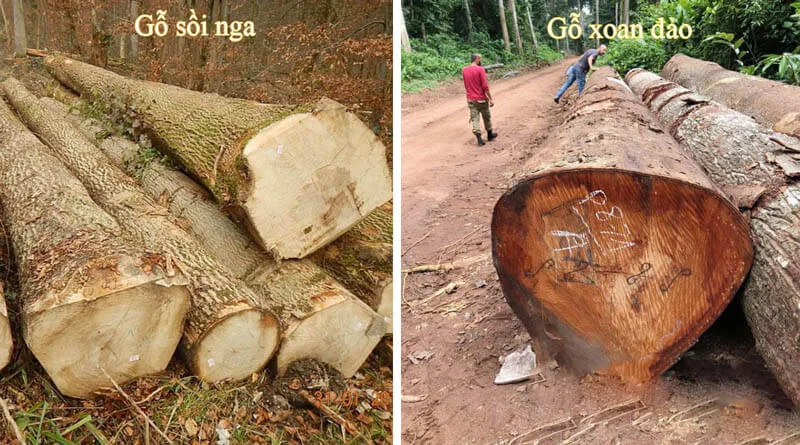 So sánh gỗ Xoan đào và gỗ Sồi