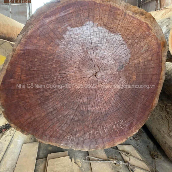 Cây gỗ Sến vanh 550 dài 9m - Cây gỗ Sến vanh 550 dài 9m – Chuẩn bị thi công nhà gỗ cho khách hàng