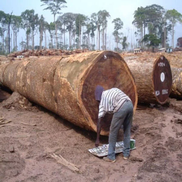 Gỗ lim Nam Phi có mấy loại? Giá bao nhiêu 1 khối? [Cập Nhật 2025]