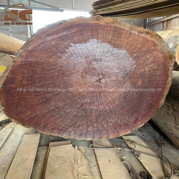 Gỗ sến là gỗ gì, có mấy loại? Gỗ sến bao nhiêu tiền một khối?