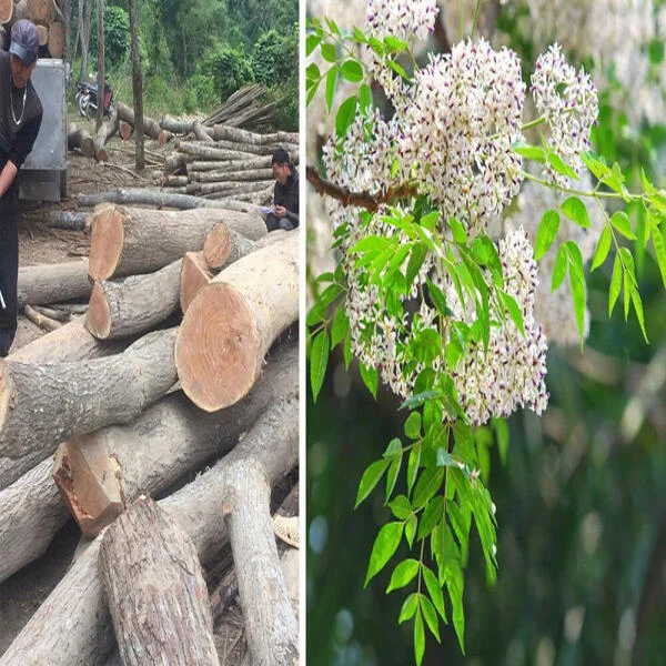Gỗ xoan ta có tốt không? Gỗ xoan ta bao nhiêu tiền 1 khối?