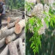 Gỗ xoan ta có tốt không? Gỗ xoan ta bao nhiêu tiền 1 khối?