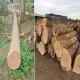 So sánh gỗ sồi và gỗ xoan ta: Gỗ nào tốt hơn cho nội thất nhà bạn?